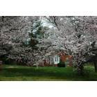Fort Oglethorpe: Cherry Blossoms on Thomas Road