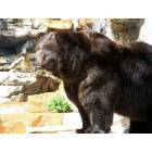 St. Louis: : ST Louis Zoo - Grizzly Bear
