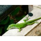 Austin: : Porch Lizard