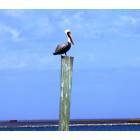 Grand Isle: : PELICAN ON A POST AT THE CANAL ENTRANCE TO PELICAN POINTE