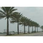 Galveston: : Pretty row of palm trees off the side of the road