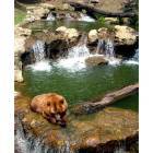 Montgomery: Bear at the Montgomery Zoo