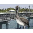 Fort Myers Beach: : Pelican on Ft. Myers Beach Pier