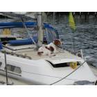 Northport: ANOTHER AFFLUENT NORTHPORT, LONG ISLAND CANINE ON HIS BOAT.