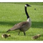Greenfield: Geese near apartment complex off Park Drive
