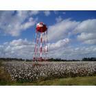 Mount Olive: Mount Olive NC, Watertower and cottonfield