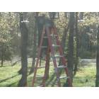 Solon Springs: bear on my ladder