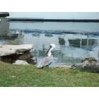 Titusville: Pelican on Marina