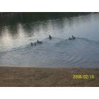 Sylvania: Ducks Of Sylvania Lake