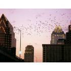 Austin: : Skyline view of the Bats