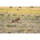 Socorro: : Pronghorn Antelope Socorro NM