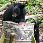 Wellsboro: Mama Bear and Her Tippy Toed Cub Visiting Our Deer Feeder