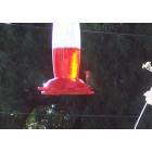 Tucson: : hummingbird in my backyard