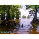 Oil City: Cypress Tree in Caddo Lake at Oil City park