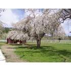 Hayfork: Apple Bloom Time on The Tule Creek Ranch in Hayfork Ca.