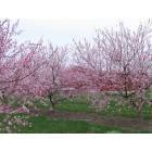 Mazanek's Peach Orchard in Bloom