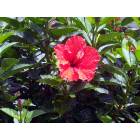 Savannah: : Red Hibiscus - Forsythe Park