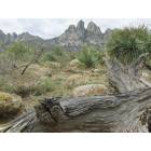 Las Cruces: : Aguirre Spring Picnic Area and Campground, east slope of the Organ Mountain range, off Highway 70