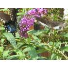 Sneads Ferry: Butterflies in Sneads Ferry