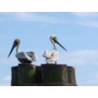 Sneads Ferry: : Pelicans on the intracoastal waterway