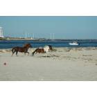 West Ocean City: Assateague Island Wild Ponies at 