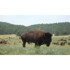 Custer: Custer State Park: Bison