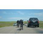 Custer: : Custer State Park: Animal on the road