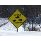 Jaffrey: Turtle Crossing on the Way to Jaffrey, NH
