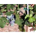 Ramona: : Growing vineyard and winery industry