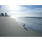 Panama City Beach: : Lone bird at sun rise