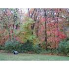 Columbia: : Fall Colors: My Backyard Near the Country Club of MO