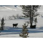 Stanley: Moose near Job Creek