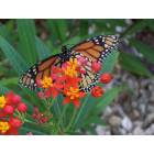 Port Charlotte: Monarch in the fall