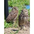 Punta Gorda: Protected burrowing owls, Punta Gorda, Florida (see movie 
