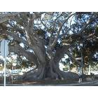 Santa Barbara: Amazing Santa Barbara Tree