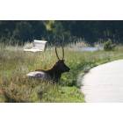 Estes Park: : Elk lying near the walking path around Lake Estes.