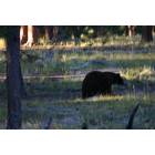 Estes Park: : Mother bear in Rocky Mountain National Park near Estes Park.