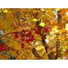 Echo: : Arboretum trees in fall