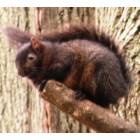 Wheaton: Wheaton, IL - Rare Black Squirrel - by Mark Kempe