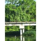 San Marcos: a blue heron perched in the san marcos river under the railroad bridge