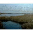Colusa: Snow Geese in Colusa National Wildlife Refuge