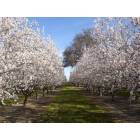 Colusa: Almond Grove in bloom