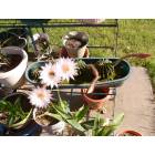 Greenwood: barrel cactus with 3 to 6 blooms at a time