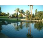 Palm Desert: : Civic Center Park Pond with Black Swan
