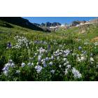 Silverton: : American Basin Wildflowers