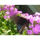 Brooklyn Center: Butterfly in my front garden