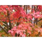 Waterbury: Waterbury Center, Fall foliage