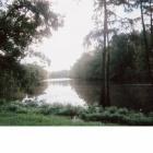 Beaumont: : Calm waters of the bayou fainty reflect the towering pines and oaks bedecked with a lavish Spanish moss