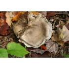 Leyden: Mushroom with a Tenant