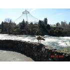 Spokane: : Seagull Viewing Former World Fair Grounds